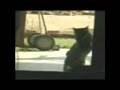 MEOWARCHY V: Dawn of the Apocatlypse