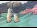 videos de Boss (El Jefe)