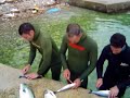 Lubini, lica, orade