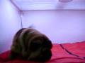 videos de Shar Pei Hembra COV REF:110