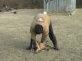 videos de Basic Obedience