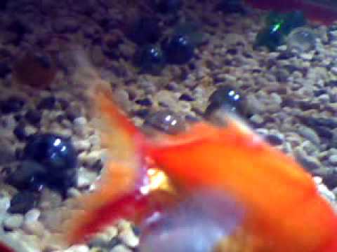 how to cure ill goldfish