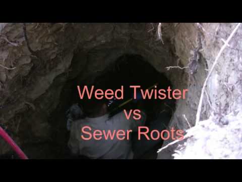 how to unclog a drain with tree roots