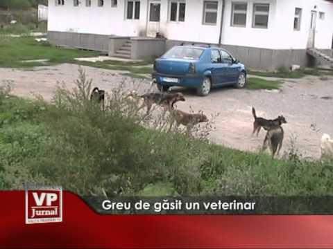 Greu de găsit un veterinar