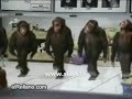 horon çeken şempanzeler - folk dance chimpanzee