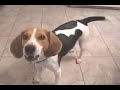 Spike the Beagle