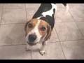 Beagle video