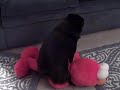 SCHIPPERKE EBONY LUVS ELMO