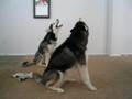 Howling huskies