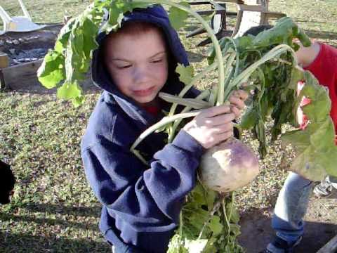 how to harvest turnips