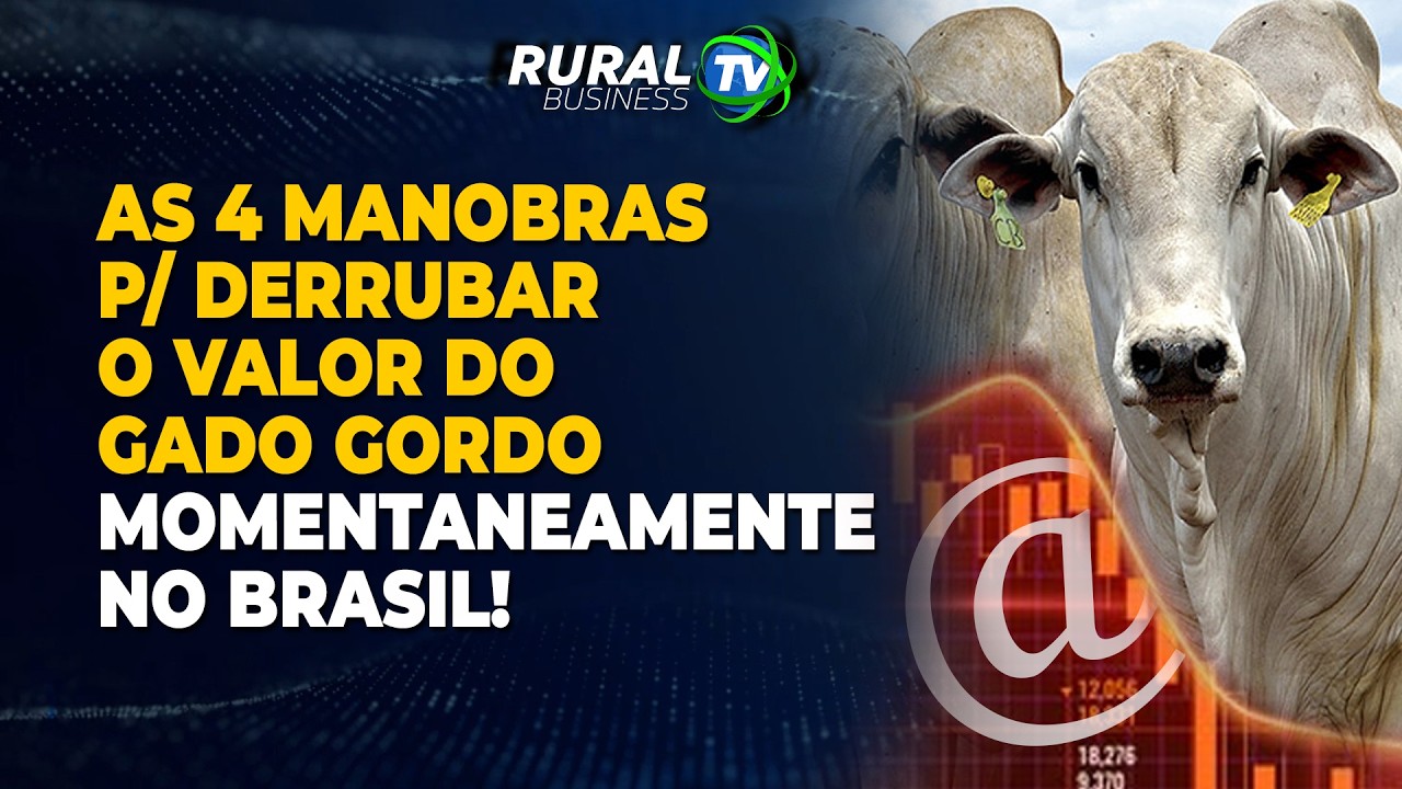 QUAL A PRÓXIMA ORDEM DADA PARA TENTAR SEGURAR O VALOR DO GADO GORDO NO BRASIL?