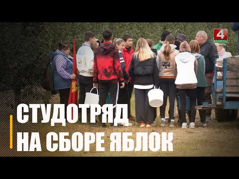 Под Житковичами студотряд 10 дней будет собирать опавшие яблоки видео