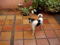 CINDY E SEU RABO
