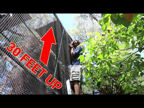 YouTube reptile video