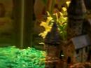 Guppies tank