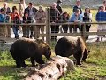 Grizzly Bears on top of Grouse Mountain in Vancouver BC