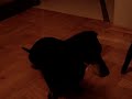 MOV04617.MPG