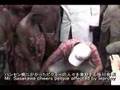 ピグミー族と日本財団会長笹川陽平 / Pygmy people and Yohei Sasakawa