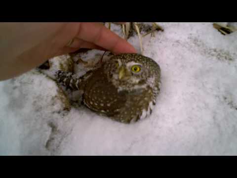 Pygmy Owl - Cool.