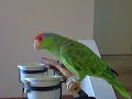 Parrot saying Hi... Parrot saying Hi...