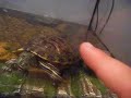 turtle following my finger