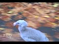 Flamingo Chicks Run For It