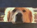 Re: My dog died =*[ Ben R.I.P. Re: My dog died =*[ Ben R.I.P.