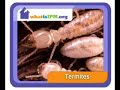 What Is IPM