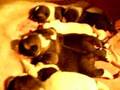 Akita Inu video