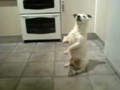 jack russell
