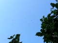 Click here to watch this video 22.5.2012 Mücken Schwarm Mückenschwarm Zeitlupe 120FPS insect swarm Slowmotion Canon SX230 slowmo