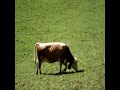 B�rgenstock   K�he