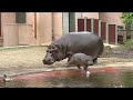 Imani the baby hippo, part 2