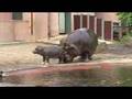 Imani the baby hippo, part 2