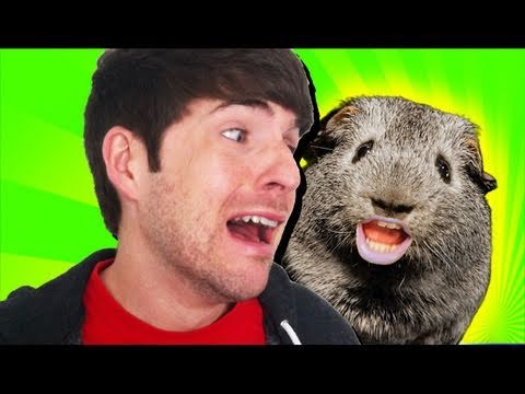 charlie - CHECK OUT CHARLIE'S WEEKLY SHOW: http://youtube.com/askcharlie In the third installment of Charlie the Drunk Guinea Pig, Charlie gets some lovin, a new arch ...