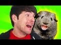 CHARLIE THE DRUNK GUINEA PIG 3