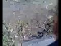 باهر