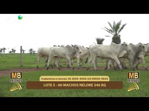 527� LEIL�O VIRTUAL MB LEIL�ES