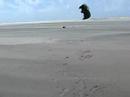 Een vliegertje oplaten op de Hors op Texel.......Erg harde wind en een vlieger met een eigen wil die niet meer tot bedaren gebracht kon worden en ons zelfs aanviel.......