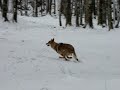 Czechoslovakian Wolfdog - Nagi & Ishta Czechoslovakian Wolfdog - Nagi & Ishta