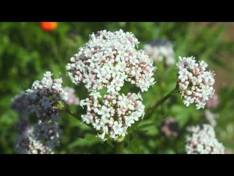 how to harvest valerian