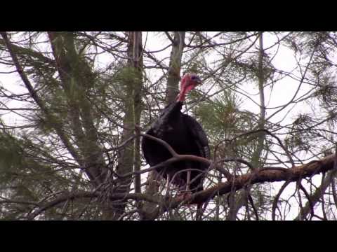 how to locate turkey roost