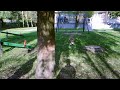 Amstaff Jumping Amstaff Jumping