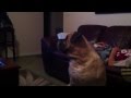 Luna and The Bark Side VW (Volkswagen): Star Wars barking dogs Commercial