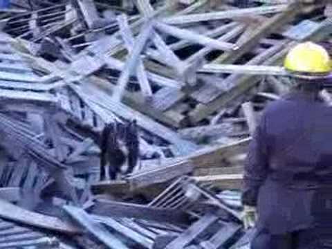 Disaster Dog Training