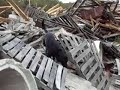 Disaster Dog Training