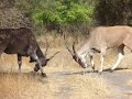Senegal - DAKAR - Reserve naturelle de BANDIA -