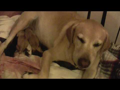Yellow Lab “Aspen” Giving Birth To Puppies
