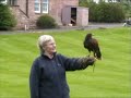 Falconry Day Falconry Day