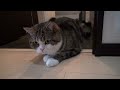 遊ぶねこ１１。-maru Is Playing 11.